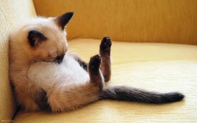 cats - huaxing pet food