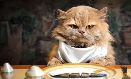 the 5 "folk sayings" about cats are too absurd