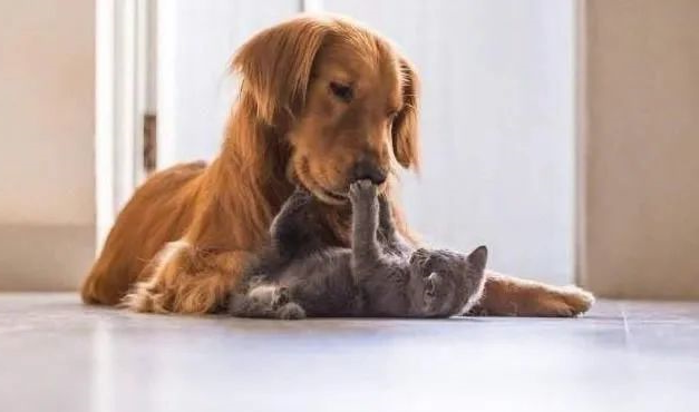 dogs cats