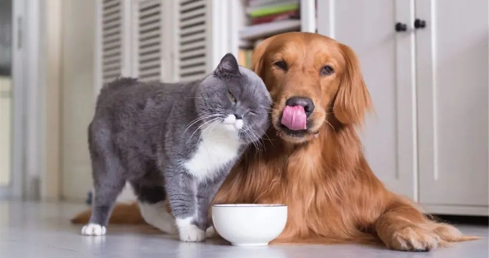 dogs cats