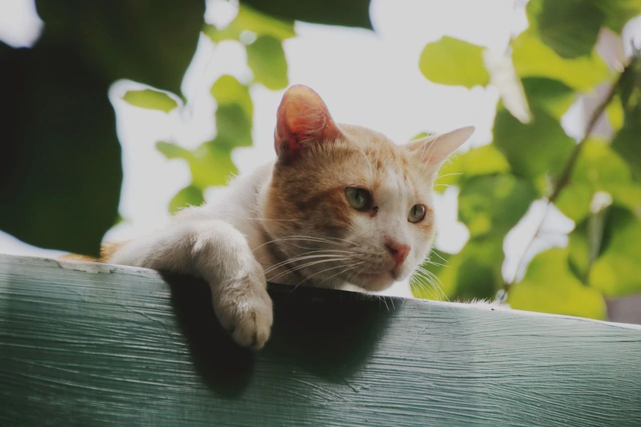 kitty