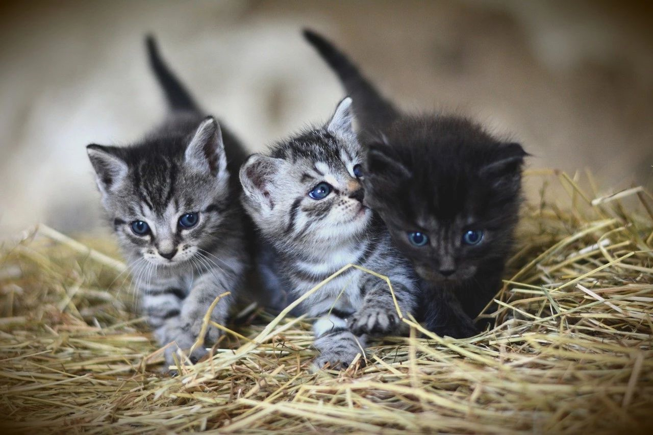 kitty
