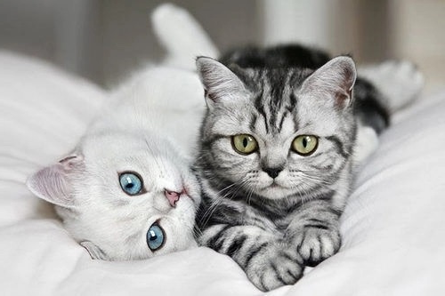 kitty