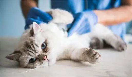 what factors affect a cat's longevity?