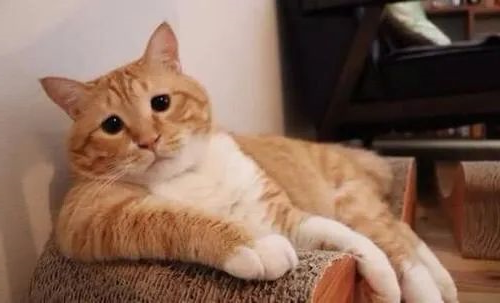 kitty
