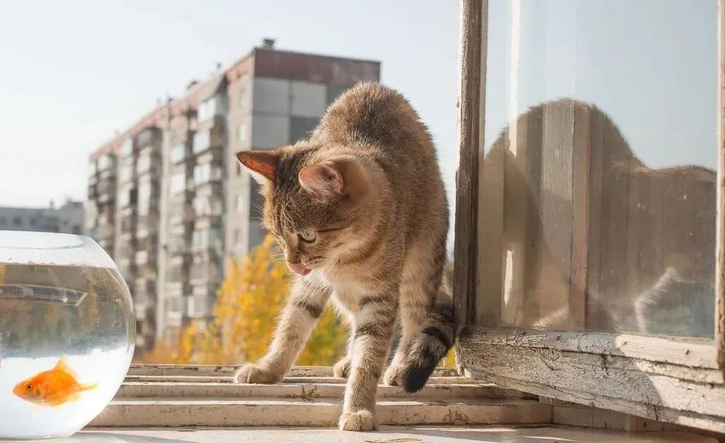 kitty