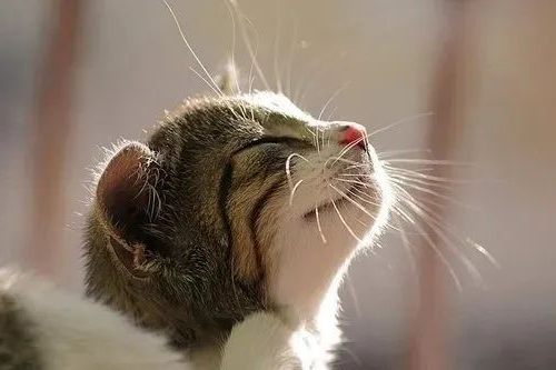 cat raising advice: these 3 things must be done, and there are 3 things not to do!