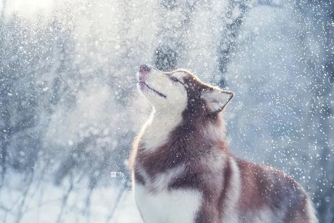 dog freeze-resistant inventory: the 5 most "hardy" dogs, winter is simply their "paradise"