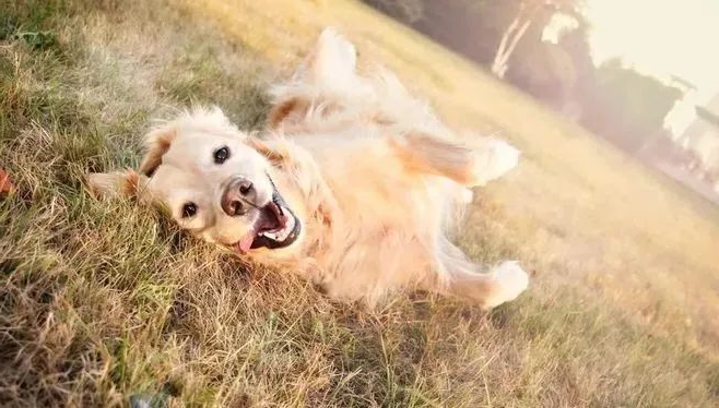 spoil the dog's best life! the dog world is crazy, and it is very happy to have one!