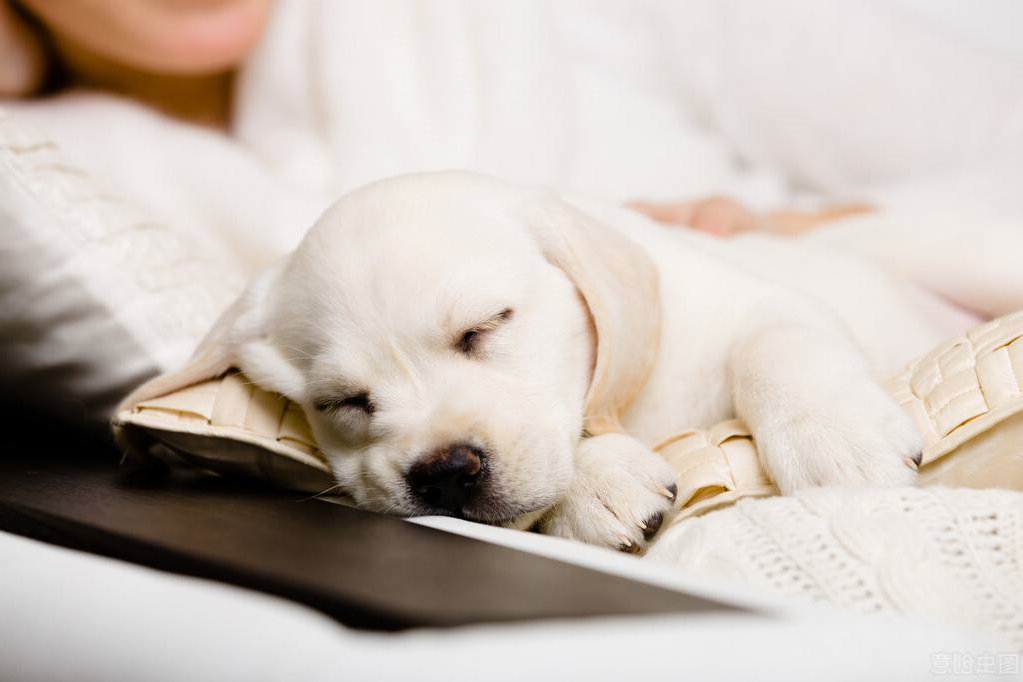 from the places where the dog loves to sleep, you can see how much he trusts the "family"