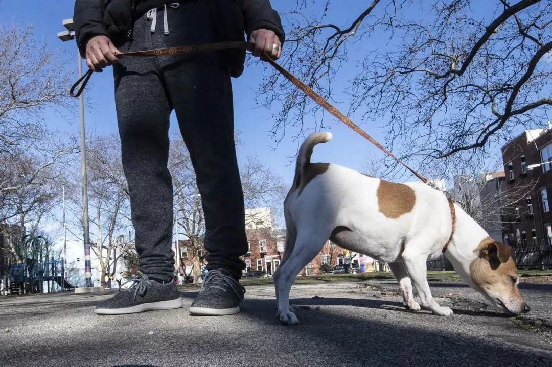 how much do civilized dogs know? remember to be "pampered"