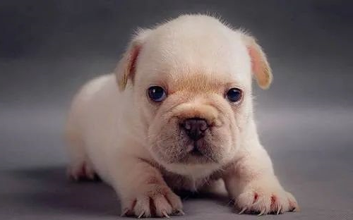 5 points for puppy feeding! the puppy is weak, the owner should pay attention!