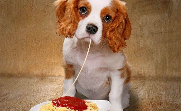 why choose pet food?