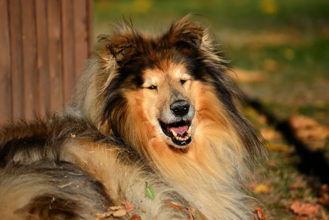 pet owners must pay attention to the fact that dogs can also have mental health problems