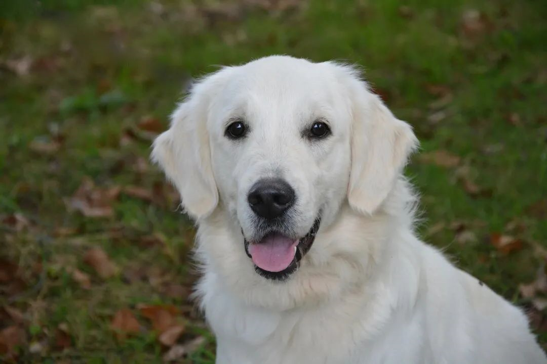 狗狗