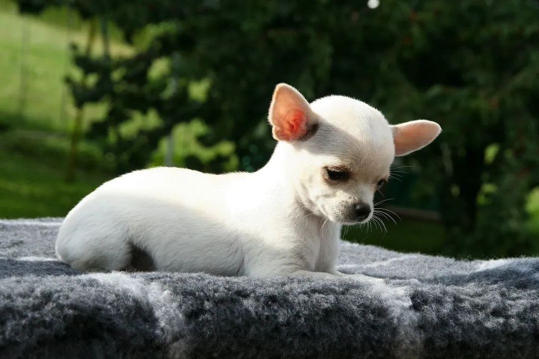狗狗
