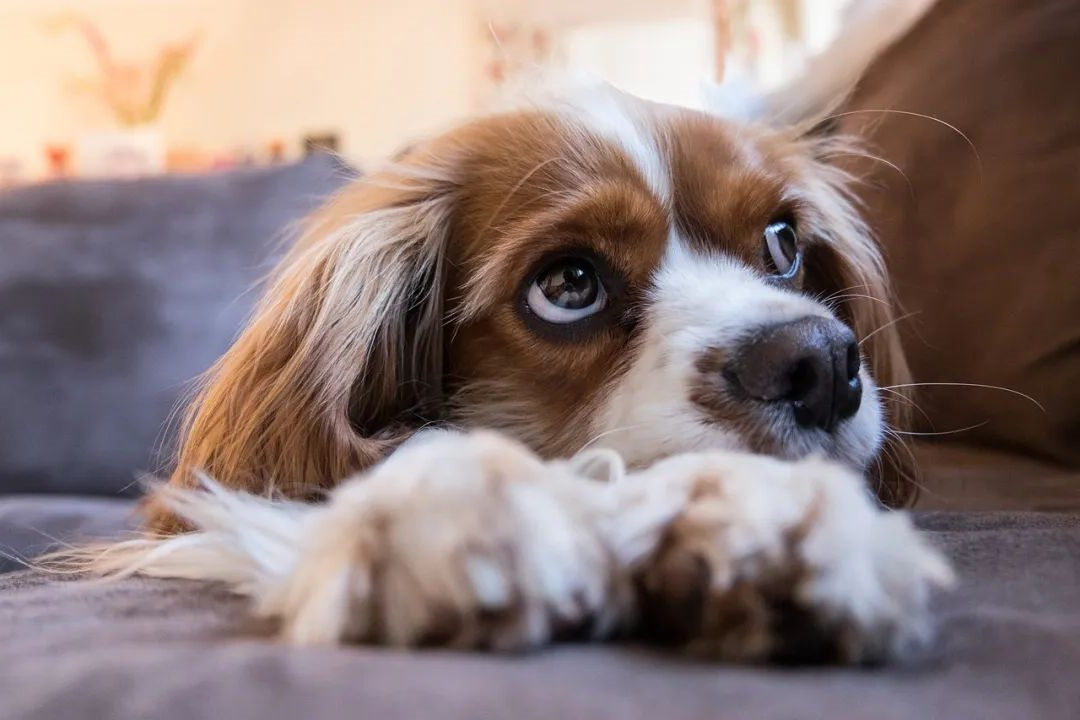 狗狗